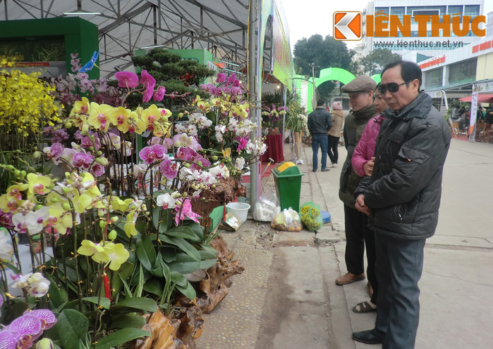 Sự độc đáo, mới mẻ của những chậu lan chơi Tết thu hút sự chú ý của nhiều vị khách đến hội chợ.