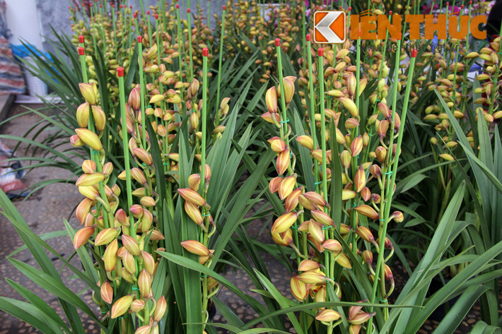 Có giá "mềm" hơn, địa lan chậu nhỏ có giá từ 200.000 - 250.000 đồng/cành, mỗi chậu nhỏ được rao bán từ 600.000 đồng.