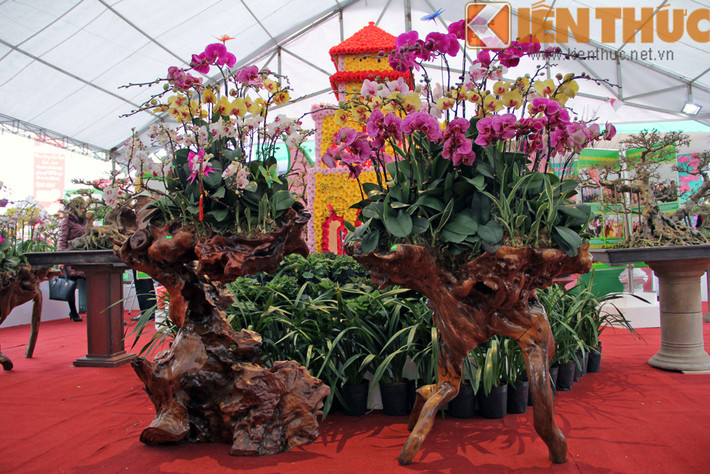Theo chia sẻ của những người chơi lan lâu năm ở Hà Nội, lan hồ điệp trồng chậu nếu không khéo léo chăm, cây dễ bị úng nước, thối rễ vào mùa mưa. Lan trồng trên thân cây, gỗ lũa thường sống tốt hơn vì khả năng kiểm soát bộ rễ, lượng nước tưới dễ dàng hơn.