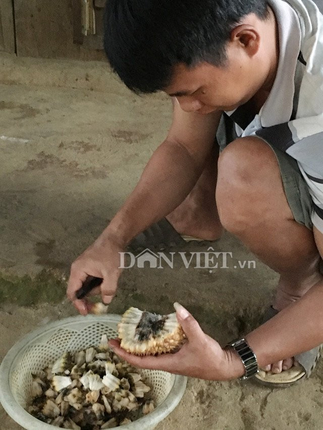 Với vị ngọt, tính bình nên trái dứa rừng có tác dụng ích huyết, cường tâm, bổ tỳ vị, tiêu đờm...Vì thế dứa rừng thường được người dân mua về bổ ra và bóc tách lấy các múi, rồi phơi khô, ngâm rượu và uống để chữa các bệnh, như: Kiết lỵ, viêm gan siêu vi, tiêu đờm, giải độc rượu, bồi bổ cơ thể... Sau khi hái, mua dứa về thì dùng dao bổ và bóc tách các múi để phơi khô.
