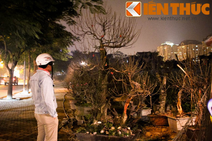 Một khách hàng dừng chân ngắm những chậu đào lũa chơi Tết lạ mắt.