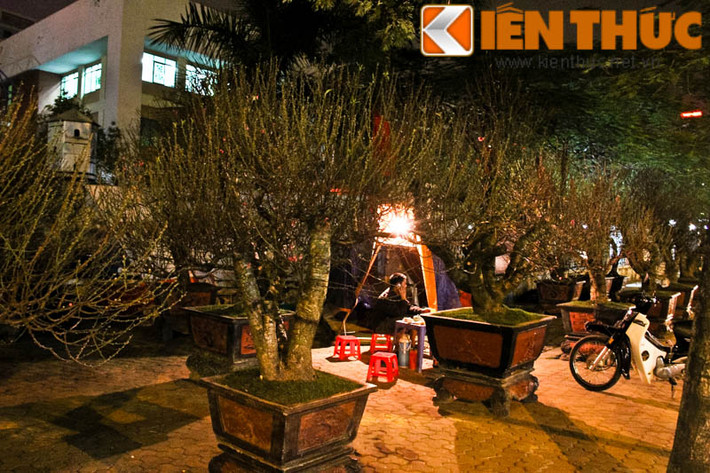 Với người làm đào, cả năm chỉ có một dịp bung hàng nên không ai quản ngại khó khăn, mưa gió, rét buốt mùa đông, chỉ mong ngóng một vụ bội thu.