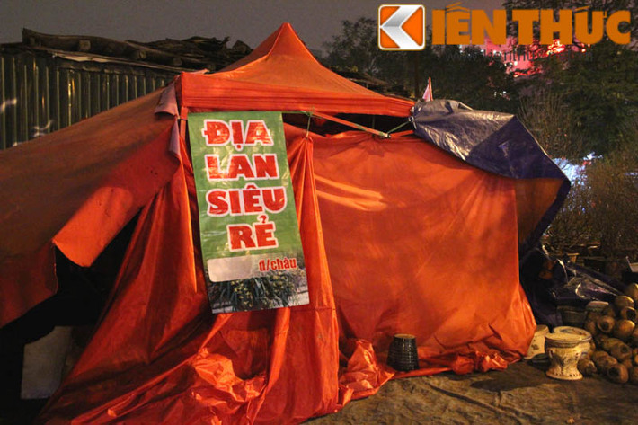 Bên cạnh đó, lều trông hoa địa lan Tết đã che kín.