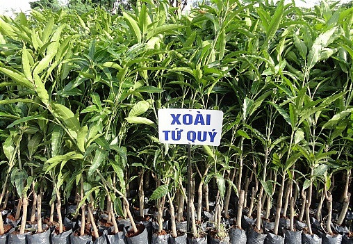 Giống xoài lạ này cho trái quanh năm, chúng đã mang lại nhiều cơ hội đổi đời cho các nhà vườn. Với 300 gốc xoài, hàng năm, gia đình ông Tâm (Ninh Bình) thu hoạch trên 10 tấn trái, cho khoản lợi nhuận trên 160 triệu đồng.