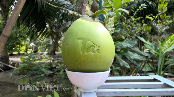 Sau khi được “khắc” chữ thư pháp lên phần vỏ quả dừa, giá của loại quả chơi Tết độc lạ này được bán 300.000 đồng/quả. Chủ nhân sáng tạo ra sản phẩm này chia sẻ, thời gian để ép khuôn chữ đến khi thu hoạch dừa mất khoảng 1 tháng. Hiện tại, nhà vườn có khoảng 300 quả cung ứng dịp Tết. Ảnh: Dân Việt.