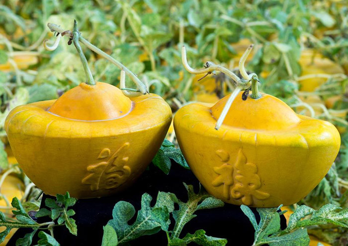Đắt đỏ hơn, dưa hấu thỏi vàng từ 3 triệu đồng/cặp. Theo quan niệm của nhiều người, ngày Tết sở hữu các loại quả tài lộc sẽ mang đến những điều may mắn, tiền tài cho gia chủ.