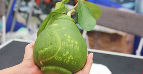 Bên cạnh các loại quả tài lộc dự kiến sẽ gây "sốt" trong năm nay vì độ độc lạ, bưởi in hình bản đồ Việt Nam có giá từ 2,4 triệu đồng/cặp cũng có sức hút không kém.