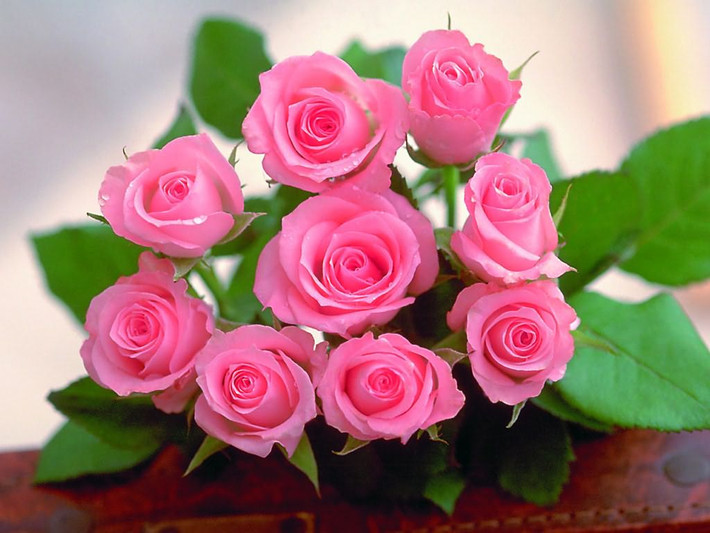 Giải pháp truyền thống nhất khi bạn băn khoăn mua hoa tặng Valentine cho người yêu chính là những bó hồng. Tùy từng loại hồng Đà Lạt, hồng ta mà mức giá mỗi bó hồng sẽ dao động từ 100.000 - 300.000 đồng.