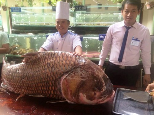 Cũng trong tháng 1/2016, cá hô khủng 130kg lên bàn nhậu phục vụ đại gia có giá nửa tỷ đồng khiến nhiều người choáng váng. Con cá hô khủng được ngư dân bắt được trên sông Mê Kong, thuộc địa phận tỉnh An Giang. Giá mỗi kg thịt cá hô từ 3-4 triệu đồng.