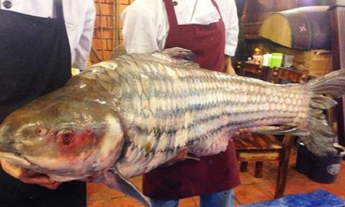 Bên cạnh cá tra dầu "khủng", một con cá trà sóc nặng 55kg cũng được đưa về để xẻ thịt bán. Hiện loại cá này khá khan hiếm nên mức giá của chúng không hề rẻ. Chúng được đánh bắt chủ yếu vào ban đêm nên không phải ngư dân nào cũng may mắn bắt được loài cá "hái ra tiền" này.