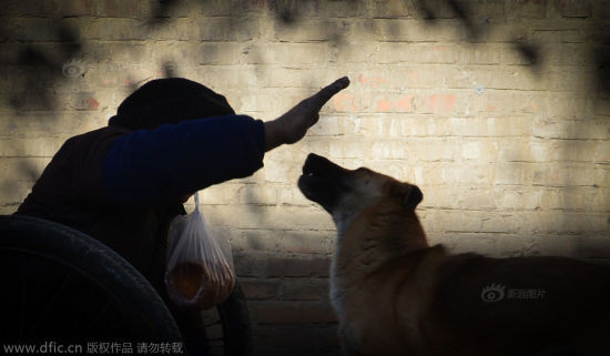 Nó nằm im khi ông Lao Ma đang làm việc, nhưng trở nên hiếu động khi ông không có khách hàng. Ông từ chối bán chú chó của mình cho dù có người đã trả 500 Nhân dân tệ (tương đương 1,7 triệu đồng).