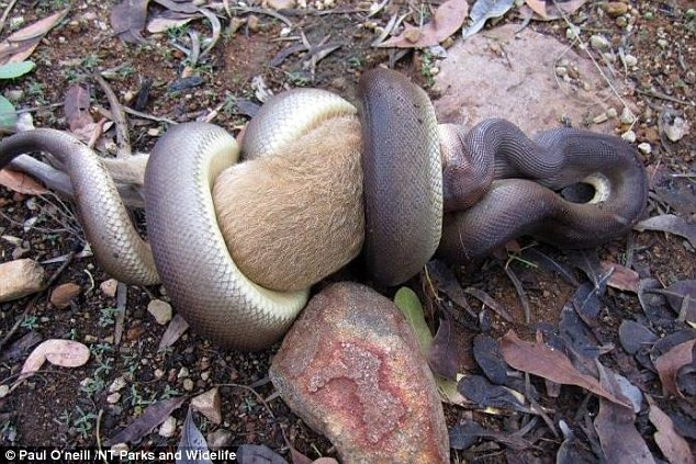 Kangaroo không có hội thoát thân khi nó bị trăn cuộn chặt.