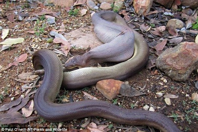 Gần như toàn bộ con Kangaroo đã nằm trong bụng trăn.