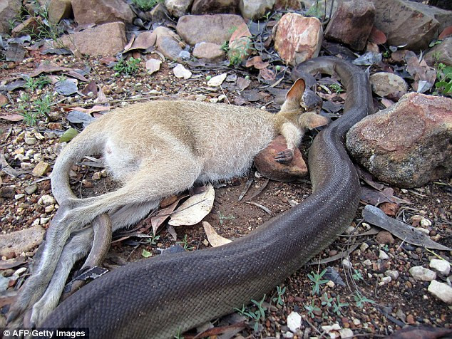 ... và ông đã phát hiện một con trăn khổng lồ đang cố nuốt chửng một con Kangaroo.