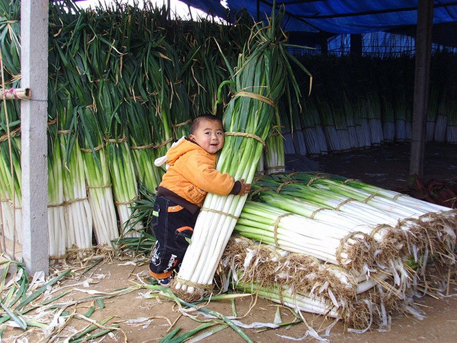 Hành lá trồng tại huyện Chương Khâu (Sơn Đông, Trung Quốc) nổi tiếng với chiều cao "đột biến", từ 1,5 đến hơn 2 mét. Ảnh: Chinadaily