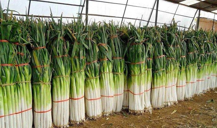 Huyện Chương Khâu có 2.000 ha đất trồng hành lá. Theo chính quyền địa phương, giá trị thương hiệu của hành lá Chương Khâu lên tới 667,43 triệu USD (tương đương 15.104 tỷ đồng). Ảnh: Dayday News