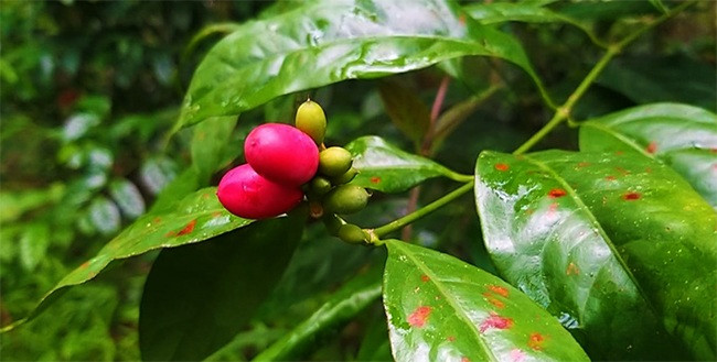 Lá bép nhíp (hay rau bép, rau danh, rau lá bướm) là một loại rau đặc sản của các tỉnh Tây Nguyên như Gia Lai, Kon Tum, Đăk Lăk... Đây là cây mọc hoang dại trong rừng.
