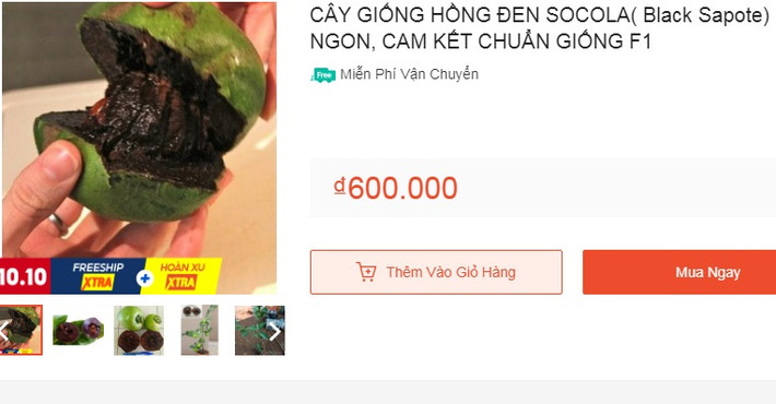 Bên cạnh các loại hồng quen thuộc trong nước, thời gian gần đây, trên một số sàn thương mại điện tử xuất hiện người rao bán cây giống hồng đen socola với giá 600.000 đồng/cây giống (cao trên 50cm). Ảnh chụp màn hình