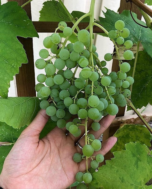 Phạm Hương cho biết cô tự tay chăm sóc tỉ mỉ nên các các loại rau củ, cây ăn quả phát triển tốt. Ảnh: FBNV