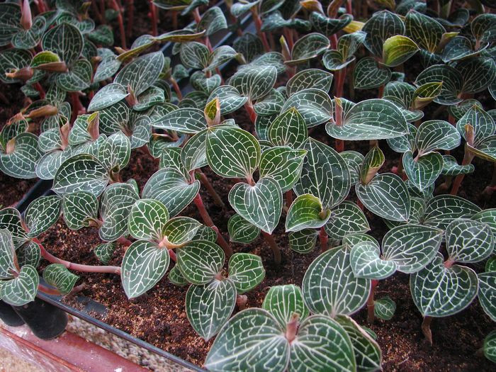 Cỏ kim cương thuộc loài địa lan trong họ lan (Orchidaceae), còn được gọi với nhiều tên khác như lan kim tuyến, cỏ nhung, mộc sơn thạch tùng, kim tuyến liên, lan gấm...Ảnh: Trangtraiviet