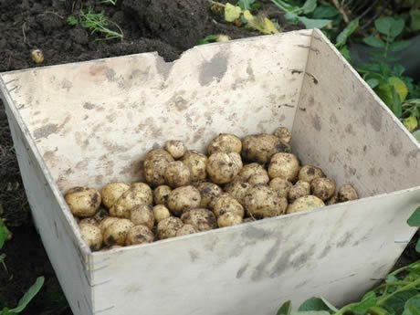 Khoai tây La Bonnotte được xem là "vua của khoai tây" vì thường có giá khoảng 700 USD (tương đương gần 15 triệu đồng)/kg. Ảnh: Lluxuo.