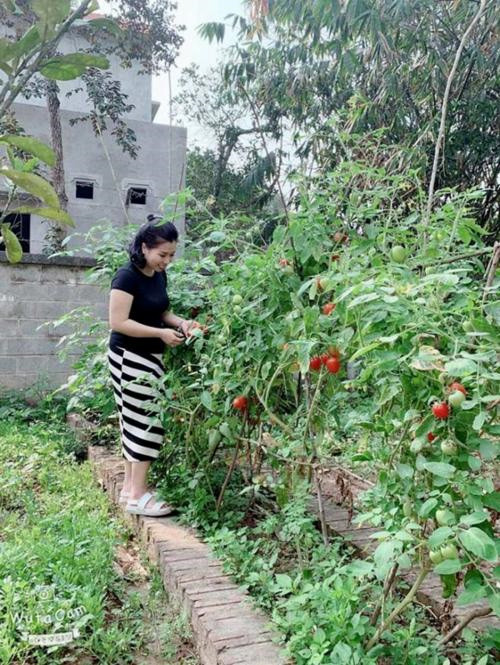 Bà xã Hồng Đăng còn trồng những cây ăn trái, rau sạch. Ảnh: Vietnamnet