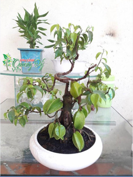 Cây khế chỉ cao vài chục cm nhưng đã có tới cả chục quả. Ảnh: Hoa canh quang vy