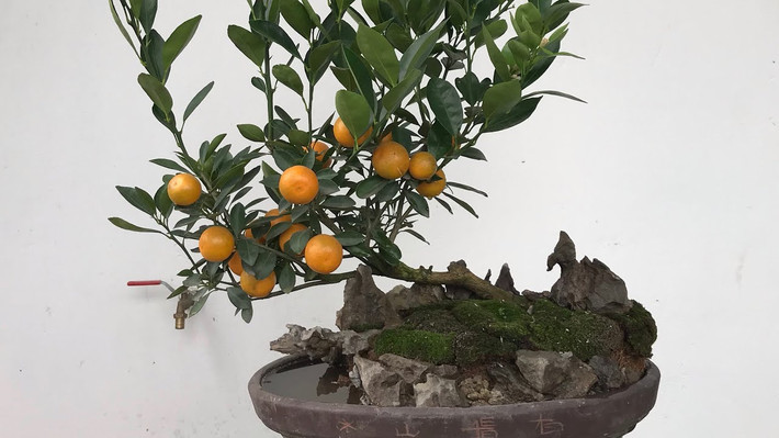 Một số chậu quất bonsai nhìn đơn giản nhưng có mức giá khá đắt đỏ. Ảnh: Youtube