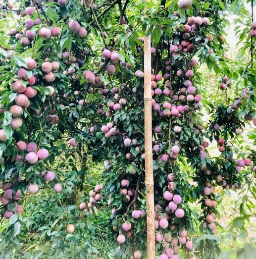 Một góc vườn mận sai quả đến nỗi trĩu xuống, phải chống cọc để đỡ. Ảnh: Doanh nghiệp & Tiếp thị.