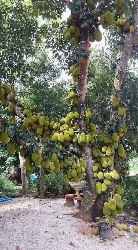 Nhiều người gọi đây là cây mít "mắn đẻ" nhất Việt Nam. Ảnh: Facebook