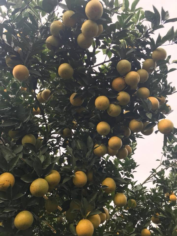 Năm 2017, cây cam Vinh của gia đình anh Dương Đình Tấn (ở Quỳ Hợp, Nghệ An) gây xôn xao dư luận khi khi có tới 1.000 quả. Ảnh: Dân Việt