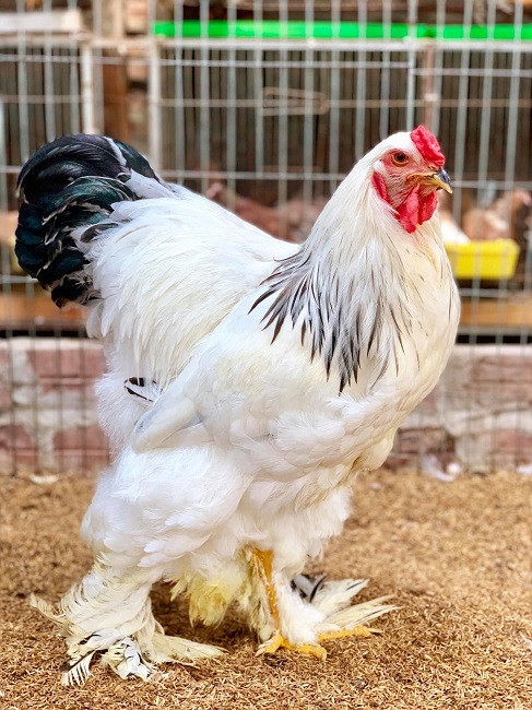 Dù có giá rẻ hơn trước nhiều nhưng số lượng gà kỳ lân tại các trang trại nhân giống vẫn không đủ cung cấp cho thị trường. Hầu hết khách muốn mua đều phải đặt trước. Ảnh: Dân Việt