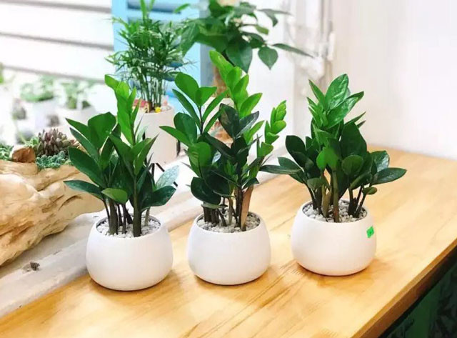 Cây kim tiền có sức sống mãnh liệt, ít sâu bệnh, thích hợp với môi trường nhiều ánh sáng, đất khô cạn và không cần tưới nhiều nước như ban công. Ảnh: Internet
