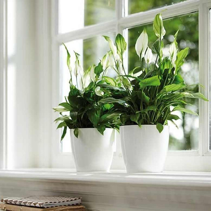Cây lan ý có thể sống rất tốt ở những môi trường thiếu ánh sáng nên rất phù hợp trồng ở ban công. Không chỉ tạo thẩm mỹ, cây lan ý còn mang lại vượng khí cực tốt cho gia chủ và các thành viên trong gia đình. Ảnh: Giabaogroup