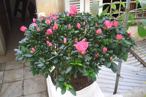 Hoa đỗ quyên dễ sống, có nhiều hoa lá và gai. Đỗ quyên trồng ở ban công giúp hóa giải vận hạn, mang lại may mắn và tài lộc đến cho gia chủ. Ảnh: Internet