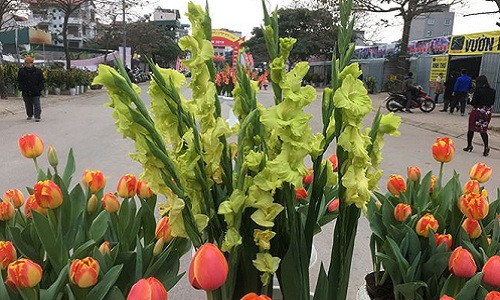 Bên cạnh các loại hoa truyền thống, thị trường cây cảnh Tết Mậu Tuất 2018 còn có sự xuất hiện của hoa lay ơn xanh mới lạ. Ảnh: Tiền phong.