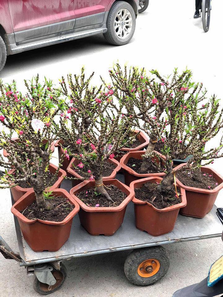Những ngày cận Tết, thị trường cây cảnh xuất hiện một loại đào Thất Thốn mini cao chừng 30-40cm.