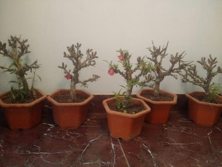 Tuy nhiên, những người trồng đào Thất Thốn ở Nhật Tân khẳng định, giống đào lạ này thực chất không phải đào Thất Thốn chuẩn xịn mà đó là đào Nữ nhi hồng hay còn gọi là đào mini xuất xứ từ Trung Quốc.