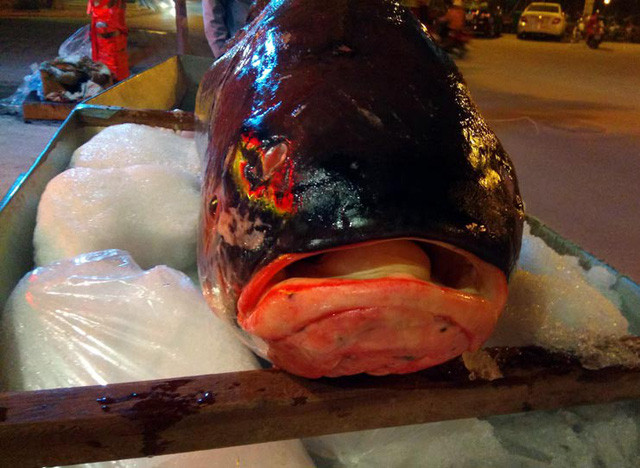 Cá hô nặng 70 kg là một trong những loài cá hiếm. Bởi hiện tại, cá hô đang ngày càng hiếm vì nguy cơ biến mất. Ảnh: Dân Việt.