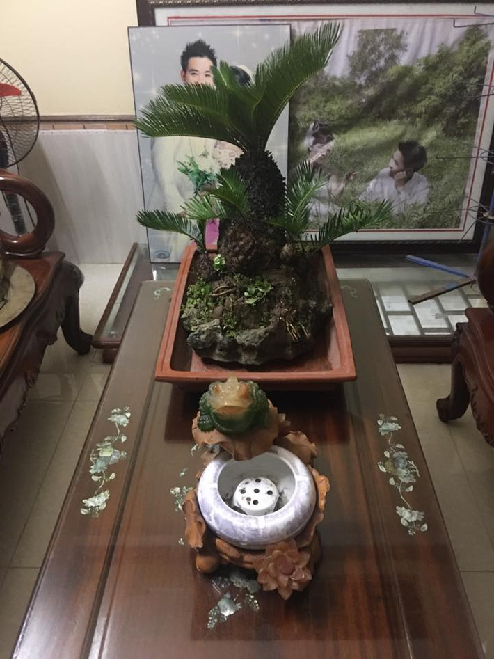 Vạn tuế mini trang trí trên bàn trà đẹp mắt. Ảnh: FB Phuongtony Trinh.