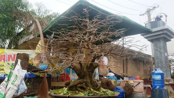 “Do thời tiết năm nay nóng, lạnh thất thường, mưa nhiều nên việc nuôi dưỡng, chăm sóc cây mai kĩ lưỡng hơn để mai nở đúng dịp Tết. Hiện những gốc mai đẹp nhất vườn đã được khách hàng Hà Nội đặt hàng”, chị Hà cho biết.
