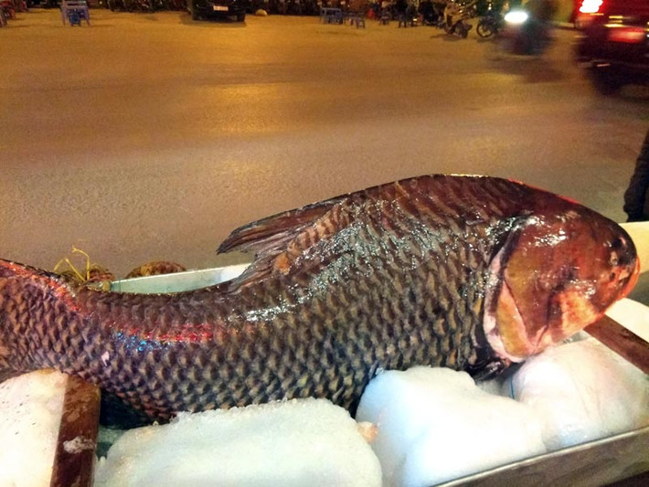 Mới đây, một nhà hàng ở Cầu Giấy (Hà Nội) săn được con cá hô đỏ nặng 70kg từ Campuchia về phục vụ giới nhà giàu ăn Tết. Ảnh: Dân Việt.