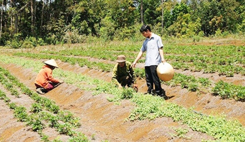 Nhờ cây sâm mà hầu hết người dân trong huyện đã khấm khá, nhà khang trang hơn, sắm thêm xe máy, ti vi...Ảnh: Dân Việt.