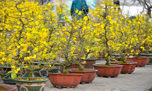 Hơn một tuần nay, con phố Lạc Long Quân (Tây Hồ, Hà Nội) đã tấp nập kẻ bán người mua các loại cây kiểng, hoa quả chưng Tết. Hoa ra chợ Tết sớm ở đây chủ yếu là đào, mai vàng, quất, bưởi, lan...