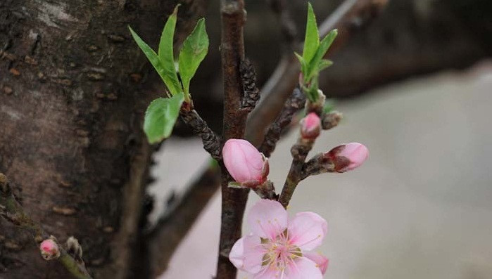 Hoa đào đá thường có cánh rộng, lâu rụng, tươi tắn, được giới chơi đào ưa thích. Ảnh: VTC.