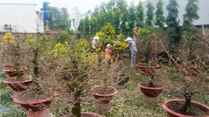 Đến thời điểm hiện tại, những cây mai đẹp nhất vườn của anh trị giá hàng trăm riệu đồng mỗi gốc đã được khách từ Hà Nội vào đặt hàng gần hết. Chỉ vài ngày nữa là những chuyến xe chở mai Tết của anh sẽ lăn bánh ra Hà Nội.