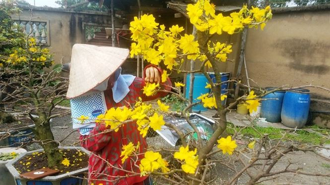 Để đảm bảo đủ mai cung cấp cho khách hàng, đặc biệt là những cây có giá trị lớn, các chủ vườn mai như anh Công phải chuẩn bị mai dự phòng để đề phòng những cây khách đặt nở sớm.