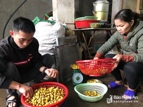 Ông Trắng cho biết, sau khoảng 3 năm trồng, cây trà bắt đầu cho thu hoạch lá, sau 4 - 5 năm cây sẽ cho thu hoạch hoa.