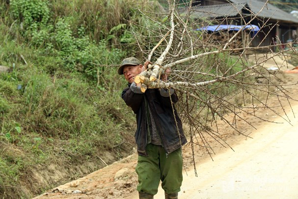 Đào đá được ưa chuộng bởi vẻ đẹp hoang sơ, nhiều hoa, và chơi rất bền. Ảnh: Baonghean.