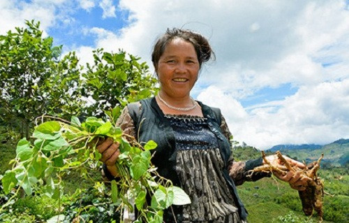 Bên cạnh sâm Ngọc Linh, tỉnh Kon Tum còn nổi tiếng với hồng đẳng sâm hay còn gọi là sâm dây. Ảnh: Samtuoingoclinh.